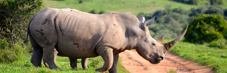 Gorumara National Park
