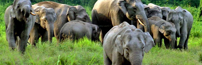 Jaldapara National Park